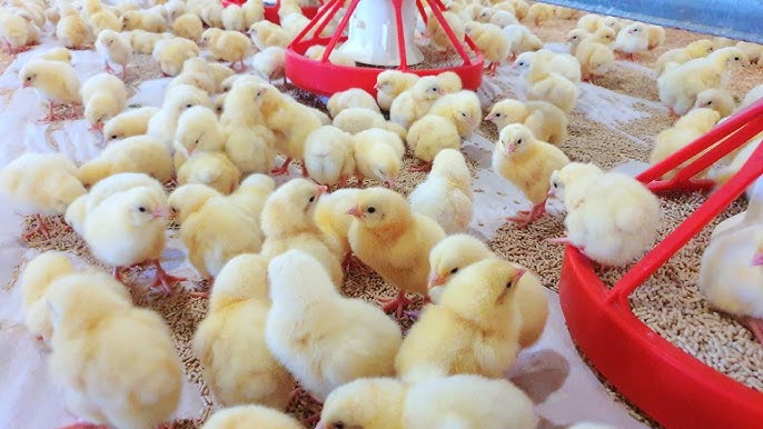 Day-Old Broiler Chicks, Healthy and Vaccinated