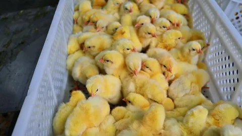 Day-Old Broiler Chicks, Healthy and Vaccinated image 3